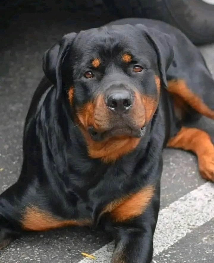 Diesal waiting