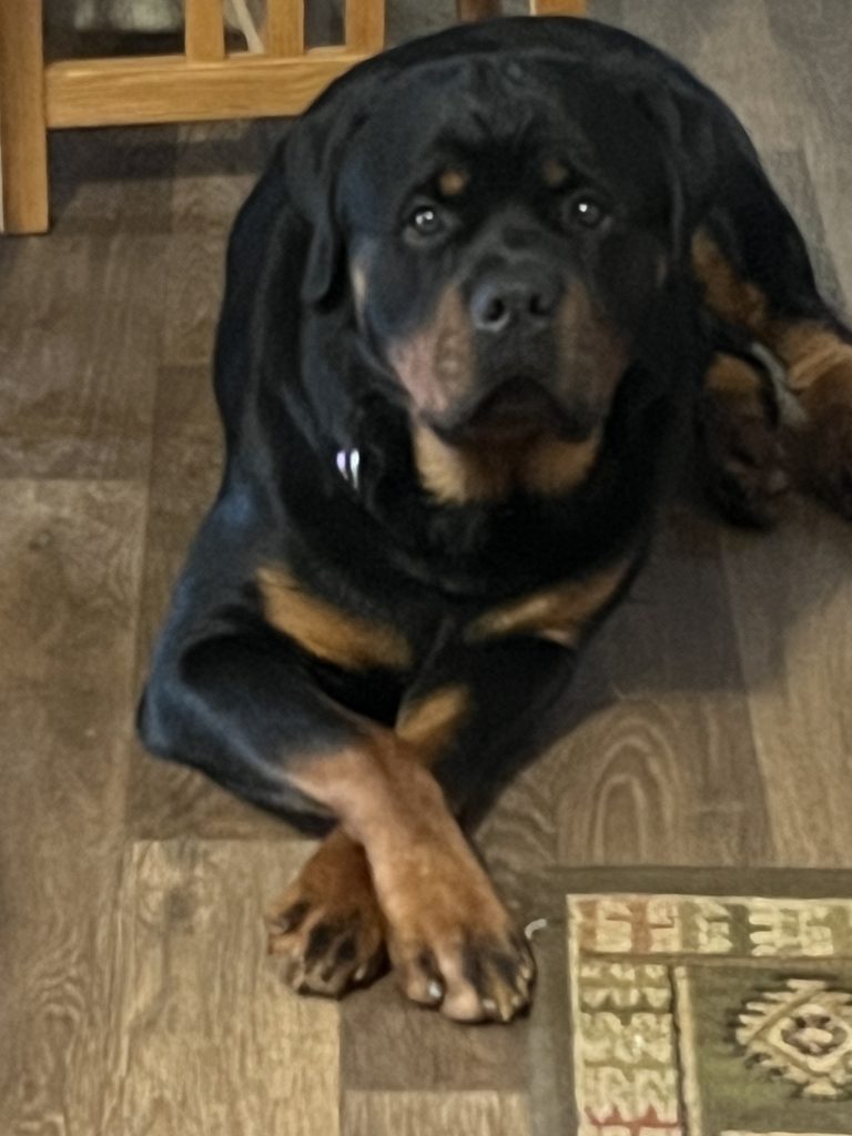 Diesal laying down