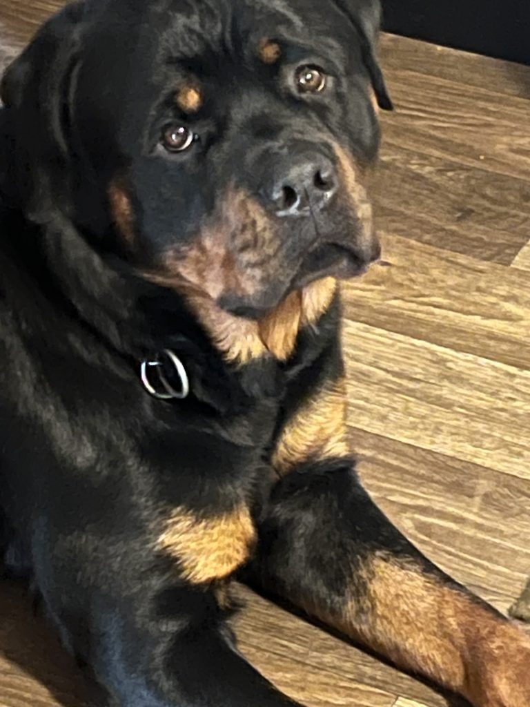 Diesal wondering